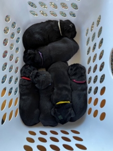 Until they no longer fit, we put the puppies in laundry baskets when it's time to clean their bedding. Puppies are incredibly labor intensive. Aside from requiring 24/7 attention for their first two weeks, puppies also need to be cleaned at least three times a day. My puppies’ bedding is changed whenever it begins to smell or get soiled. I take great pride in keeping my animals healthy and robust – as do Carmen and Lorenzo, who help me greatly in the care of my dogs and other animals.