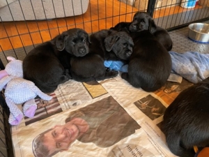 On this day, after breakfast, the puppies took a long nap. As it turns out, being a puppy is a lot of work!