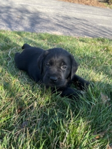 This is the one boy of the litter. He wears a white collar. Here he is lying down outside on a warm afternoon.