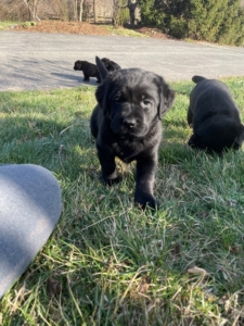 It is very fun getting to know each puppy’s personality. "Yellow" is very brave and outgoing. She loves exploring outdoors and running underneath things to hide and playfully attack her siblings.