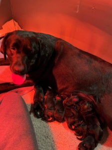 Here is another beautiful picture of Mehndi and her puppies just hours after they were born. Because all the puppies look very similar until they open their eyes, I mark their heads with different colored nail polish to keep careful records of each puppy, their weight, and their strength. The red “glow” is from a heat lamp that hangs over the whelping box to keep the puppies warm while they sleep.