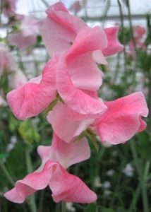 And here is a lovely pink variety called 'Angela Ann.' This sweet pea has an attractive rose pink on a white background. It's an excellent sweet pea for the garden or to use as cut flowers. (Photo from Owl's Acre Seed)