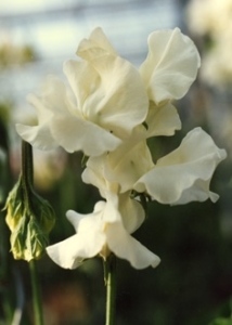 This is another variety from Owl's Acre Seed. 'Jilly' shows off gorgeous deep cream blooms. (Photo from Owl's Acre Seed)