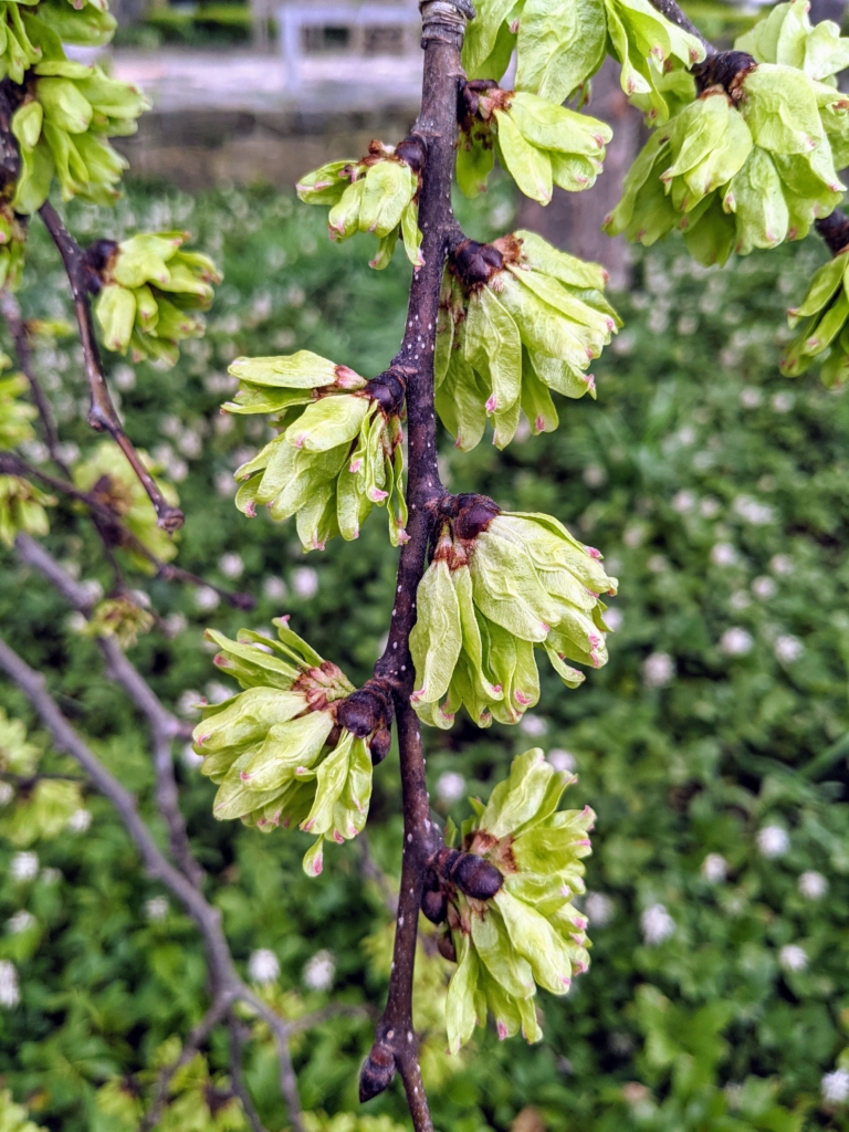 The Martha Stewart Blog : Blog Archive Trees in Early Spring - The ...