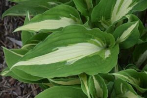 Another is this Hosta 'Night Before Christmas.' This has large, thick dark green leaves with wide creamy-white centers changing to pure white in midsummer. The plant grows to 18 inches with a three foot spread. (Photo from PioneerGardens.com)
