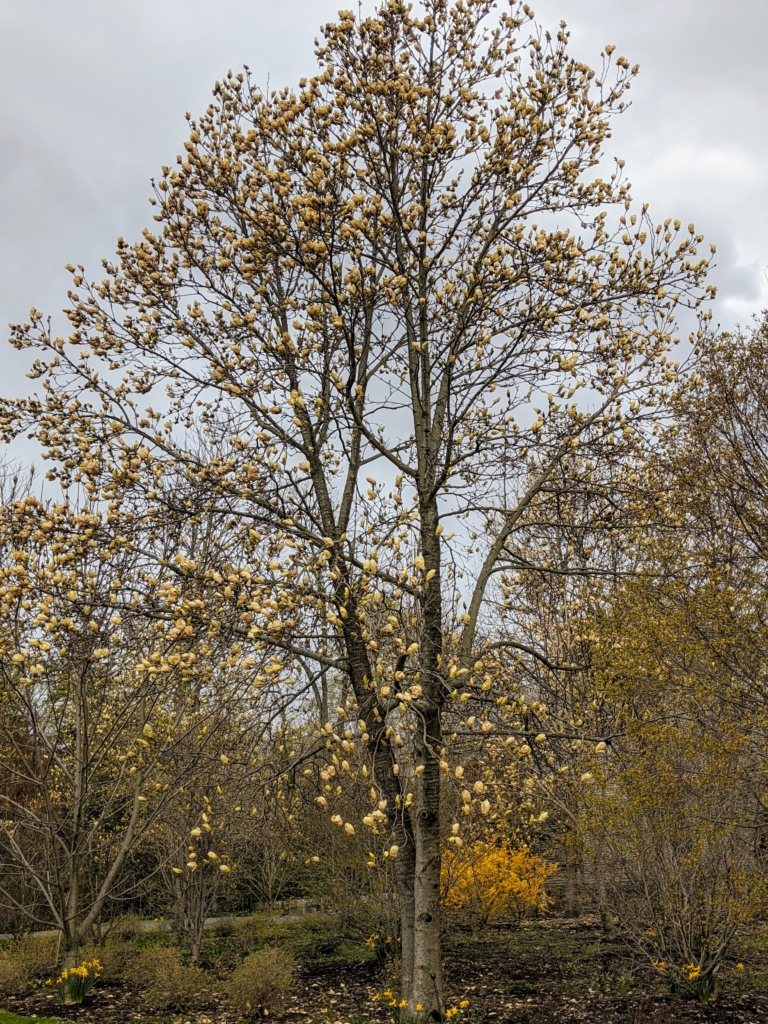 The Martha Stewart Blog : Blog Archive Trees in Early Spring - The ...