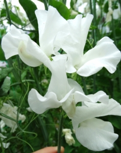 This variety is from the European company, Owl's Acre Seed. It's called 'White Supreme.' It has large pure white flowers on long strong stems. (Photo from Owl's Acre Seed)
