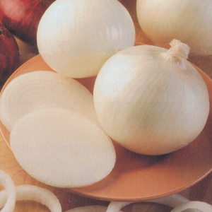 This white onion is called 'Sierra Blanca.' It produces uniform, large, white-skinned onions with mild flavor and thick rings. (Photo courtesy of Johnny's Selected Seeds)