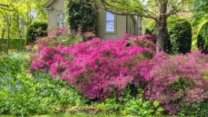 Azaleas are native to several continents including Asia, Europe and North America. These plants can live for many years, and they continue to grow their entire lives.