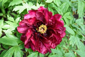 The tree peonies are also starting to bloom, so Ryan cut several for the table as well. Peonies come in colors that include all ranges of white, pink, magenta, and dark maroon.