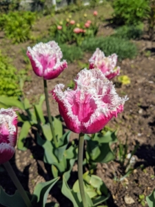 This is Tulip 'Cummins' - also from Floret. It has a most unique dusty lavender-mauve color with creamy serrated edges. This is an eye-catcher in my flower cutting garden.
