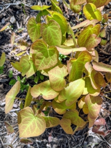Epimediums are long-lived and easy to grow and have such attractive and varying foliage. Epimedium, also known as barrenwort, bishop’s hat, and horny goat weed, is a genus of flowering plants in the family Berberidaceae.