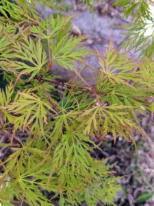 'Emerald Lace' is a green maple variety. ‘Emerald Lace’ is a fast-growing, deciduous small tree with deep emerald green, lacy foliage in spring.