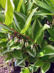 This is a variegated Solomon's Seal with its narrowly white edges. Solomon’s Seal looks great planted in clumps. These plants like dappled shade, rich and organic soils, and plenty of moisture. Once they are established, they can survive short droughts fairly well.