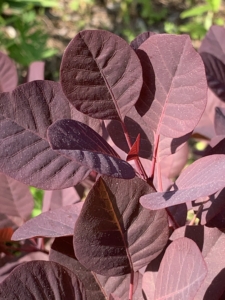 Their smooth, rounded leaves come in exceptional shades of deep purple, clear pinkish-bronze, yellow, and green.