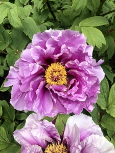 Native to Europe and Asia, peonies were brought over to England by the Romans in the year 1200. In ancient times, peonies were used for medicinal purposes including curing headaches, relieving pain during childbirth, and for the treatment of asthma.