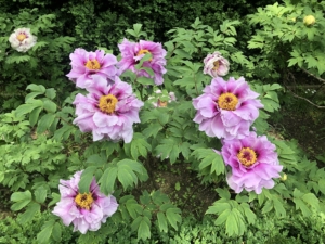 When planting tree peonies, choose a well-drained location, with four to six hours of direct sun or dappled sun and shade all day – a place protected from drying winds is also helpful.
