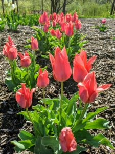 Tulip bulbs should be planted in full sun to partial shade. Too much shade will diminish blooming in spring.