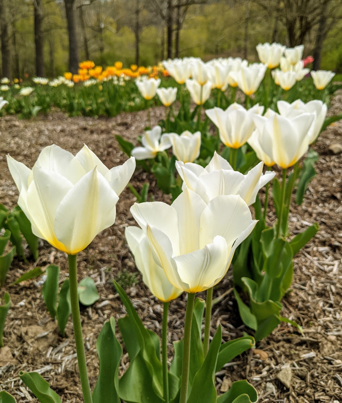 Tulips in the Gardens - The Martha Stewart Blog