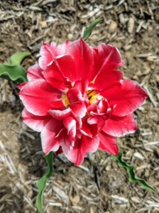 There are about 15 divisions of tulips based on their shape, form, origin, and bloom time.