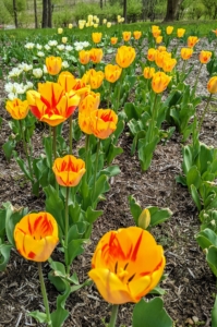 Tulips also need well-drained soil. Sandy soil amended with some organic matter is perfect. They also prefer a slightly acidic soil pH of 6.0 to 6.5. I am so fortunate to have such great soil here at the farm – so filled with rich nutrients.