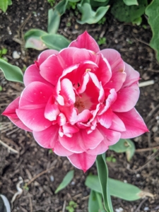 Tulip bulbs are planted in the autumn before the ground freezes. By planting varieties with different bloom times, one can have tulips blooming from early to late spring.