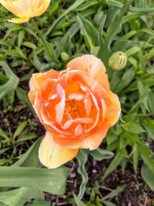 This flower has multi-toned petals of peach, orange, and creamy yellow making it a versatile favorite for floral designers.