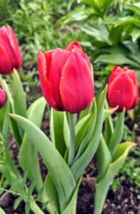 The broad, strappy leaves of tulips have a waxy coating that gives them a blue-green color. There are usually two to six leaves per plant.