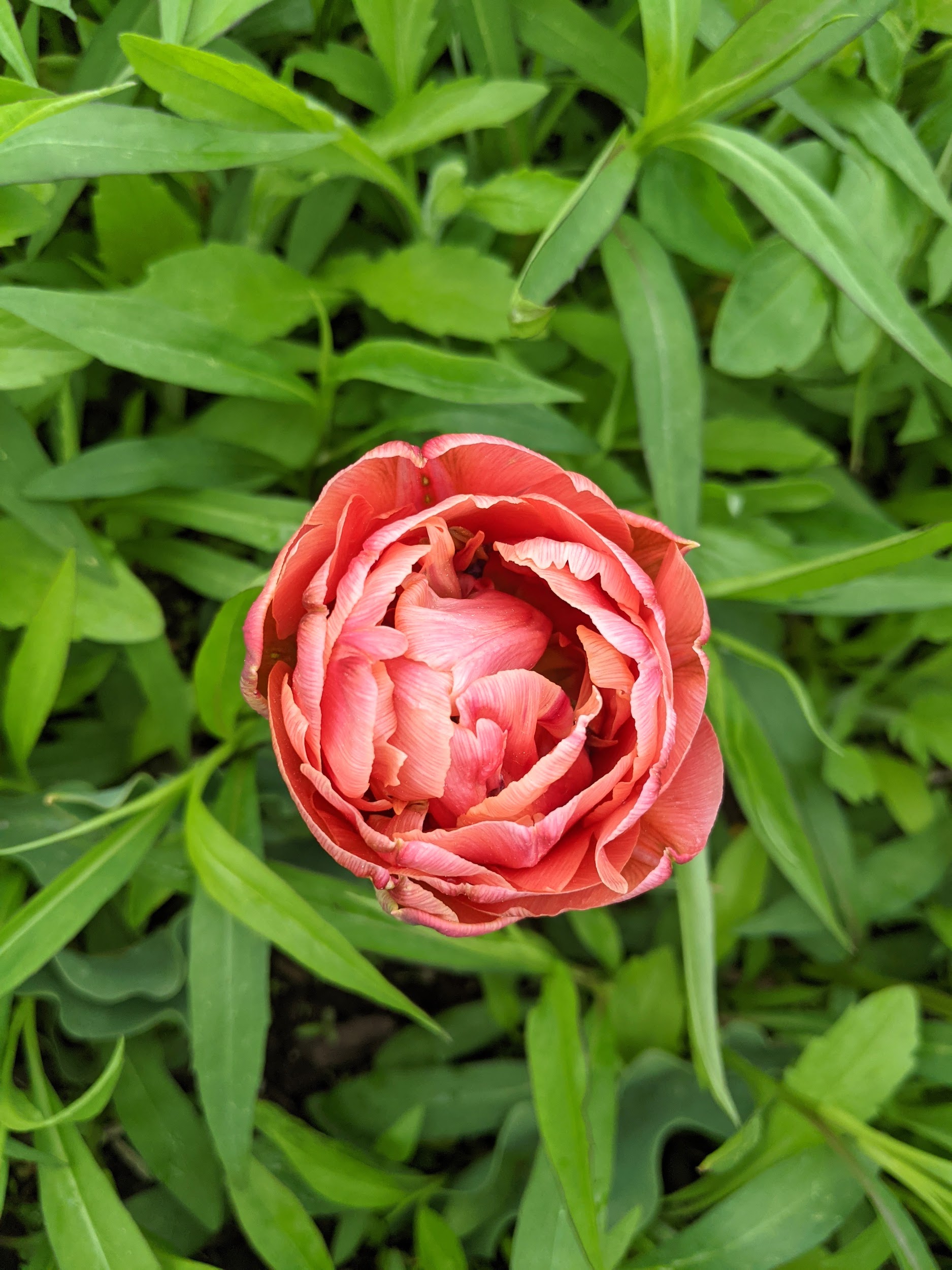 Cutting and Arranging Spring Tulips from the Garden - The Martha Stewart  Blog