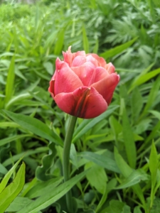 This tulip variety features hints of raspberry and subtle streaking throughout the copper hued petals.