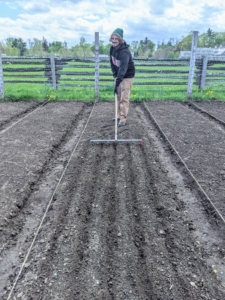 Each bed is four feet across. We wanted the onion plant rows to look tidy and straight, so to guide them Ryan uses Johnny's Bed Preparation Rake to make five long trenches in each of the three beds.