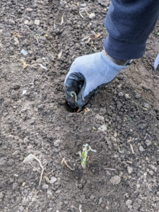 When planting, grasp the plant with the root end down and push it into the soil. The plant should be dropped about one-inch deep.