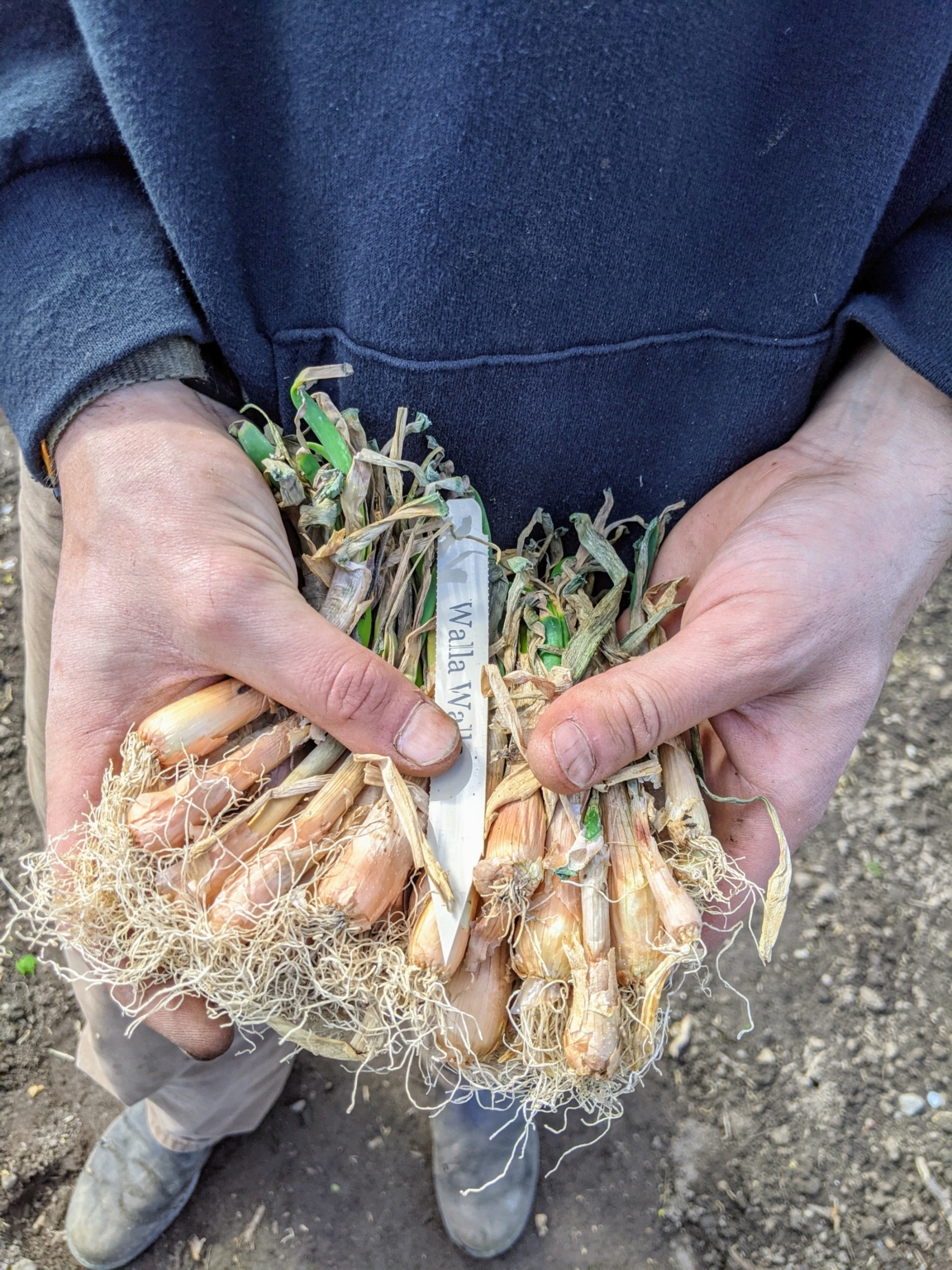 Planting the First Onions of the Season The Martha Stewart Blog