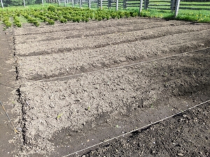 And here, the beds are planted. These onions will be ready to harvest in early September – I can’t wait to use them in cooking and in delicious sandwiches.