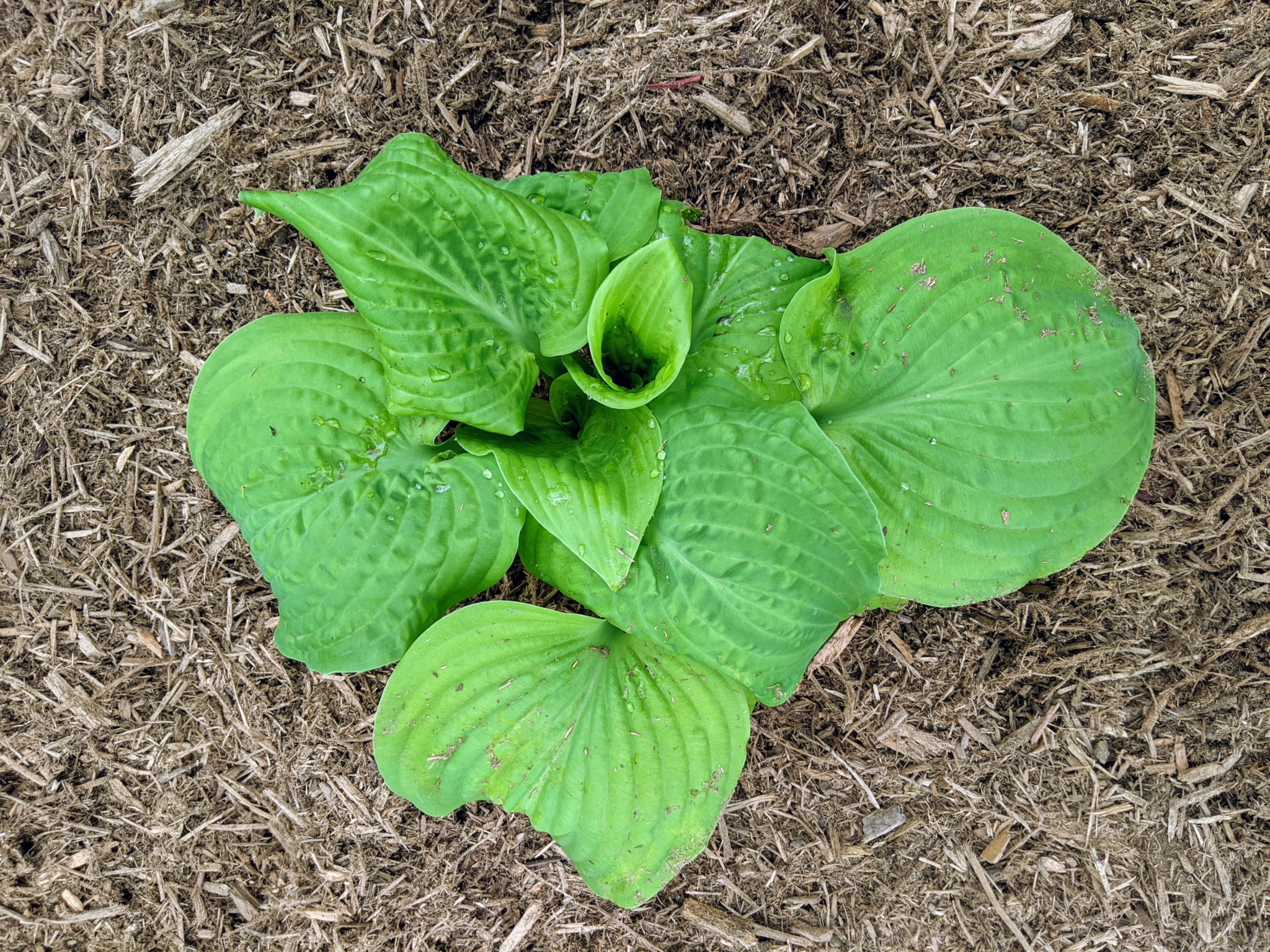 Caring for My Hosta Garden - The Martha Stewart Blog