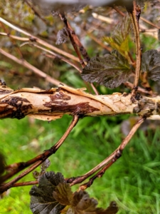 The common name ninebark refers to the peeling bark of mature branches, which comes away in strips. Here's an example of a branch with the peeling bark.
