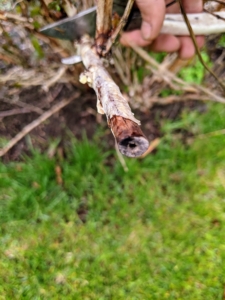 Here is one of the dead branches – it is very woody and quite brown.