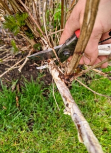 Brian also cuts off any dead or crisscrossing branches. The rule of thumb when pruning is to cut the dead, diseased, damaged, non-productive, structurally unsound, or otherwise unwanted plant material.