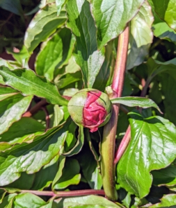Here is one of the first buds - soon this garden bed will be full of glorious peonies in white and all different shades of pink. Lactiflora cultivars often have sweet fragrance and generally make outstanding cut flowers.