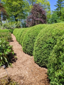 These herbaceous peonies are surrounded by a hedge of rounded boxwood shrubs, making it a focal point on the property and in the overall landscape here at my farm.