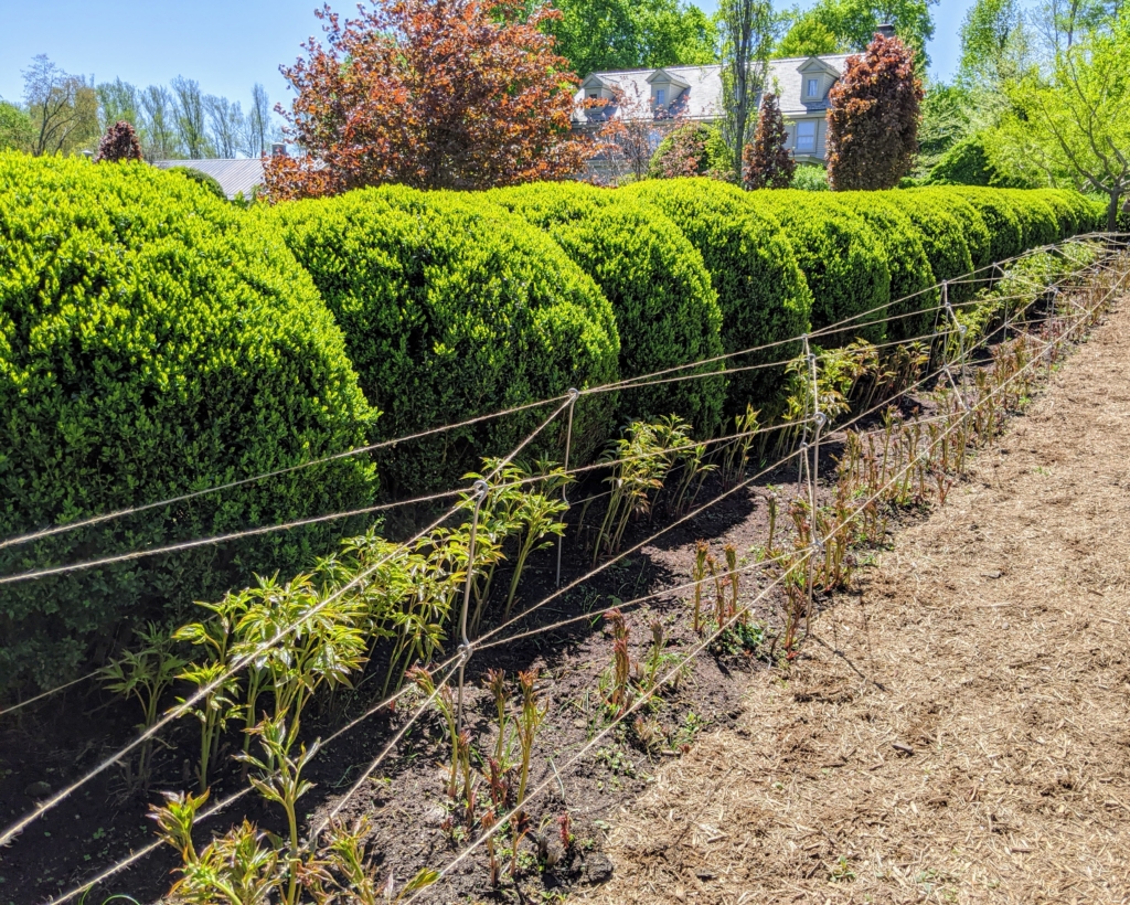 Time to Stake the Peonies - The Martha Stewart Blog