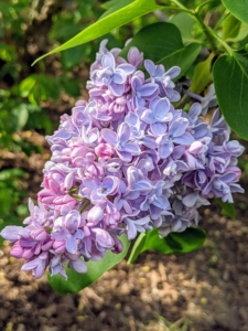 Lilacs have pyramidal clusters of blossoms with both single and double varieties – all with the same glossy green leaves.