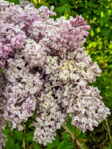 Lilacs were introduced into Europe at the end of the 16th century from Ottoman gardens and arrived in American colonies a century later. To this day, it remains a popular ornamental plant in gardens, parks and homes because of its attractive, sweet-smelling blooms.