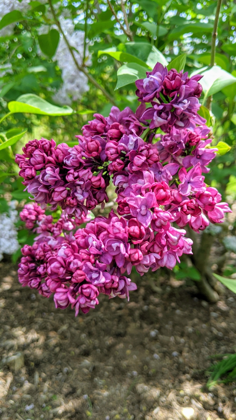 My Lilacs in Bloom The Martha Stewart Blog