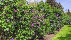 Lilacs come in seven colors: violet, blue, lilac, pink, red, purple and white. The purple lilacs have the strongest scent compared to other colors.