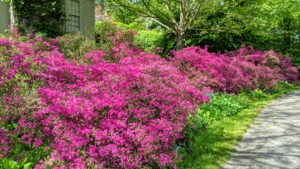 Azaleas are flowering shrubs in the Ericaceae family, which includes blueberries and mountain laurel. They are also all rhododendrons and members of the genus Rhododendron.