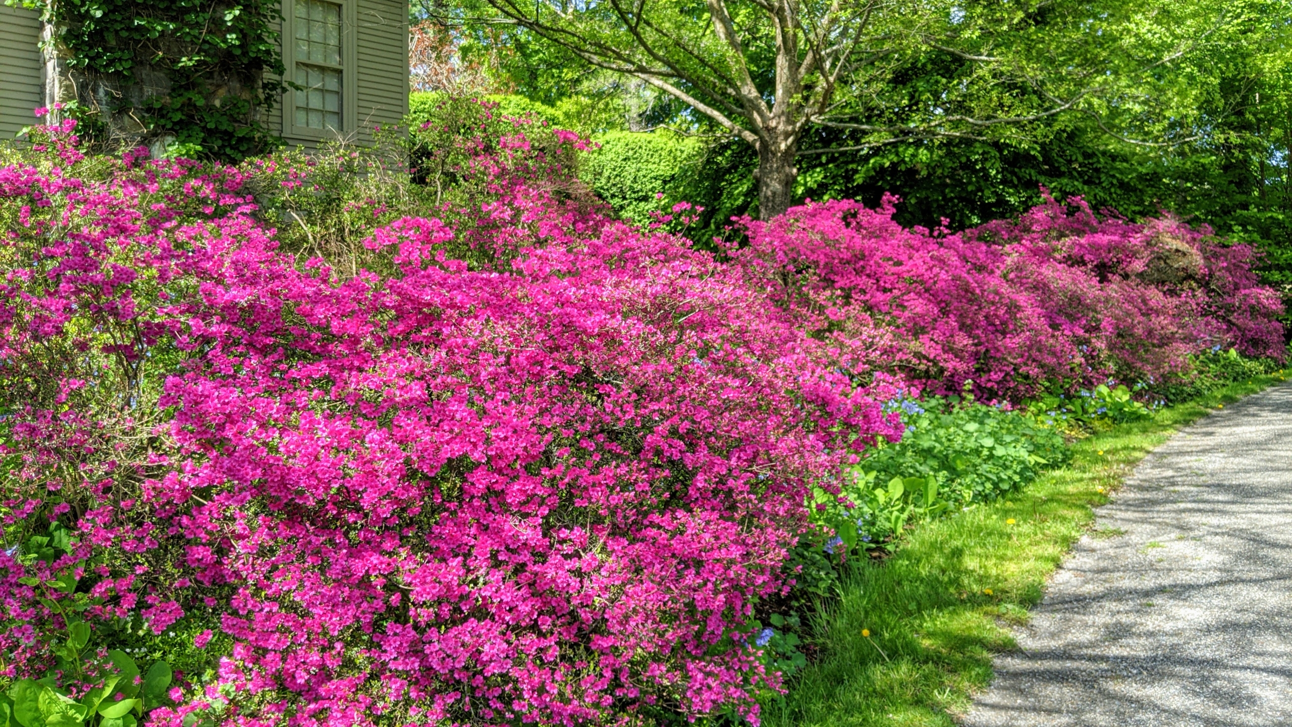 Blooming Azaleas - The Martha Stewart Blog