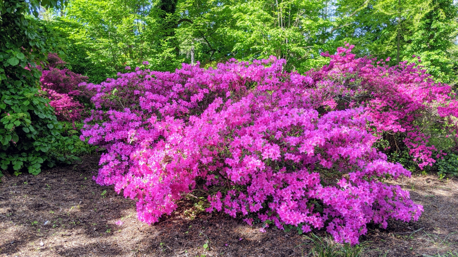 Blooming Azaleas - The Martha Stewart Blog