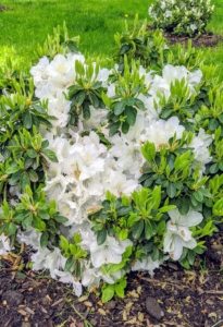 ‘Delaware Valley White’ is an evergreen azalea. It typically grows three to four feet tall over the first 10 years. It has tubular, funnel-shaped, usually single, white flowers that bloom in clusters.