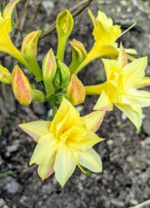 Look at this bright yellow Azalea Narcissiflora - covered in stunning clusters of fragrant buttery yellow trumpet-shaped flowers with yellow throats at the ends of the branches in mid spring.